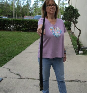 Buy this 37 Inch Real African Gemsbok, Oryx horn for $29