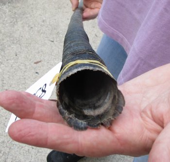 Buy this 37 Inch Real African Gemsbok, Oryx horn for $29