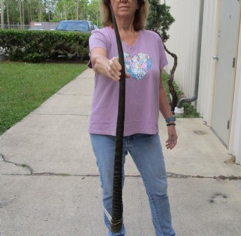 Buy this 37 Inch Real African Gemsbok, Oryx horn for $29