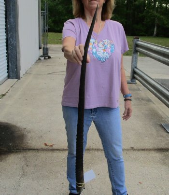 Buy this 37 Inch Real African Gemsbok, Oryx horn for $29