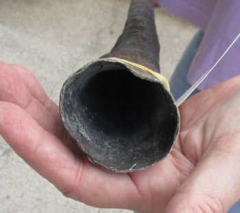 Buy this 37 Inch Real African Gemsbok, Oryx horn for $29