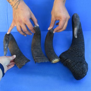4 B-Grade, Blue Wildebeest Horns, 14" to 25" - $25
