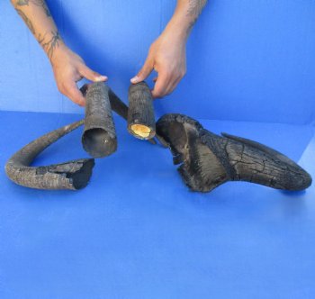 4 B-Grade, Blue Wildebeest Horns, 14" to 25" - $25