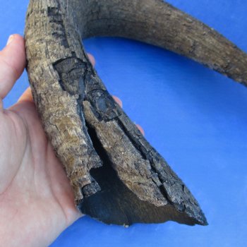 4 B-Grade, Blue Wildebeest Horns, 14" to 25" - $25