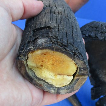 4 B-Grade, Blue Wildebeest Horns, 14" to 25" - $25