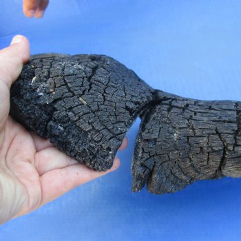 4 B-Grade, Blue Wildebeest Horns, 14" to 25" - $25