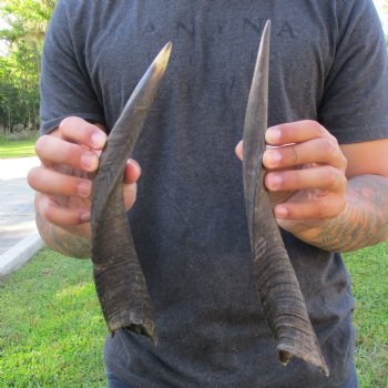 12" & 13" Bushbuck Horns 