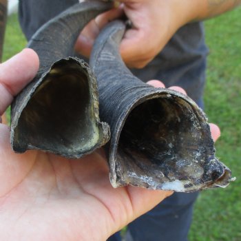 12" & 13" Bushbuck Horns 