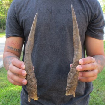 12" Pair of Matching Bushbuck Horns - $35
