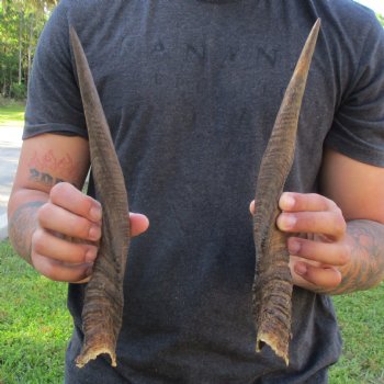 12" Pair of Matching Bushbuck Horns - $35