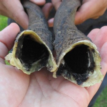 12" Pair of Matching Bushbuck Horns - $35