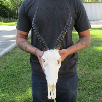 12" Female Blesbok Skull with 13" Horns - $70