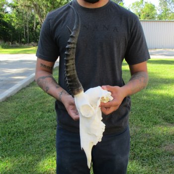 12" Female Blesbok Skull with 13" Horns - $70