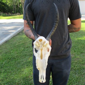12" Female Blesbok Skull with 13" Horns - $70