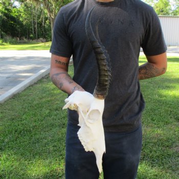 12" Female Blesbok Skull with 13" Horns - $70