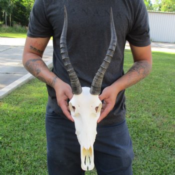 12" Female Blesbok Skull with 14" Horns - $70