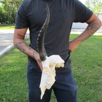 12" Female Blesbok Skull with 14" Horns - $70