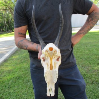 12" Female Blesbok Skull with 14" Horns - $70