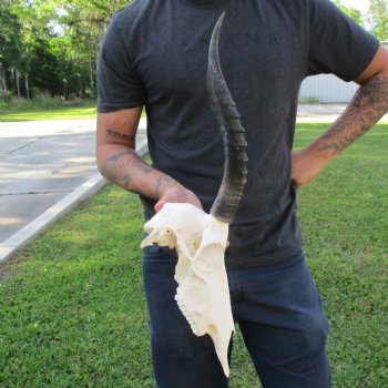 12" Female Blesbok Skull with 14" Horns - $70