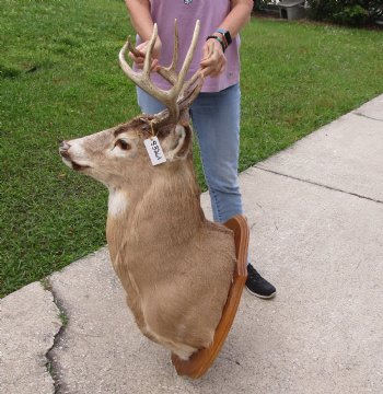 For Sale Whitetail Deer Shoulder Mount on wooden plaque- $300.00 - Pick Up Only