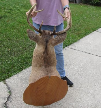 For Sale Whitetail Deer Shoulder Mount on wooden plaque- $300.00 - Pick Up Only