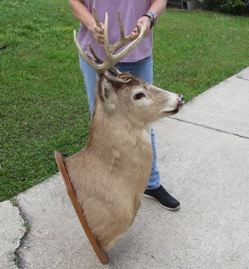 For Sale Whitetail Deer Shoulder Mount on wooden plaque- $300.00 - Pick Up Only