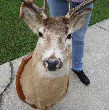For Sale Whitetail Deer Shoulder Mount on wooden plaque- $300.00 - Pick Up Only