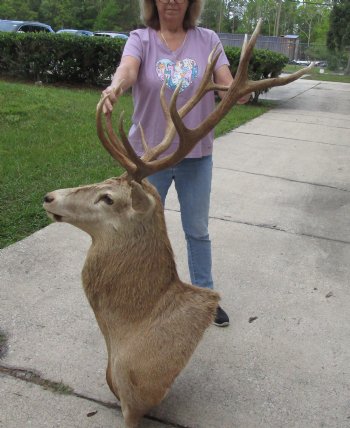 Red Stag Deer Shoulder Mount - Pick Up Only