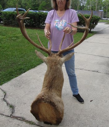 Red Stag Deer Shoulder Mount - Pick Up Only
