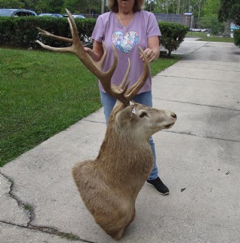 Red Stag Deer Shoulder Mount - Pick Up Only