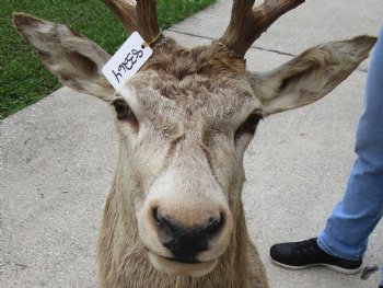 Red Stag Deer Shoulder Mount - Pick Up Only