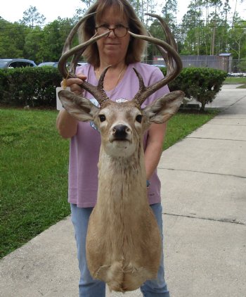 For Sale Whitetail Deer Shoulder Mount - $300.00 - Pick Up Only
