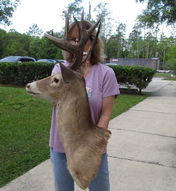 For Sale Whitetail Deer Shoulder Mount - $300.00 - Pick Up Only