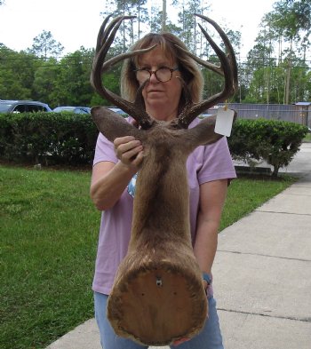 For Sale Whitetail Deer Shoulder Mount - $300.00 - Pick Up Only