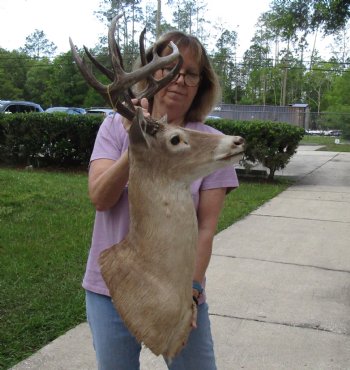 For Sale Whitetail Deer Shoulder Mount - $300.00 - Pick Up Only