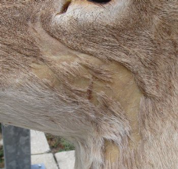 For Sale Whitetail Deer Shoulder Mount - $300.00 - Pick Up Only