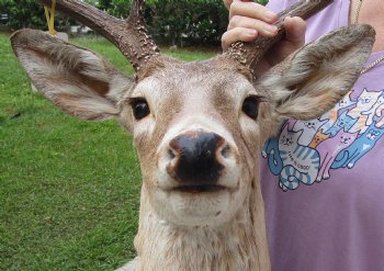 For Sale Whitetail Deer Shoulder Mount - $300.00 - Pick Up Only