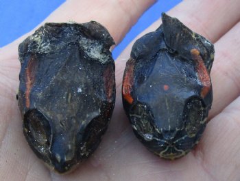 2 piece lot of Preserved Red Ear Slider turtle heads measuring 1-1/2 inches for $25/lot