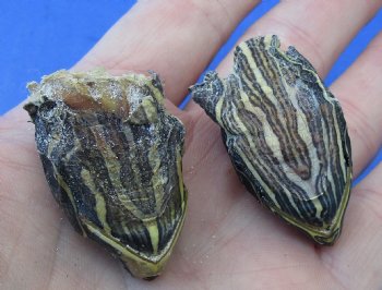 2 piece lot of Preserved Red Ear Slider turtle heads measuring 1-1/2 inches for $25/lot