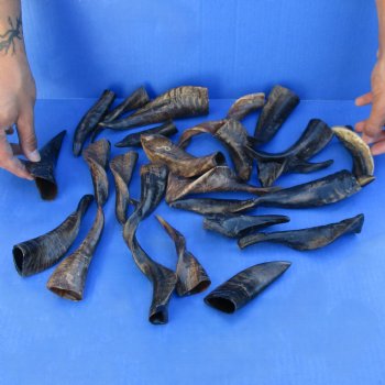 25 Indian Goat Horns, 4" to 6" - $50