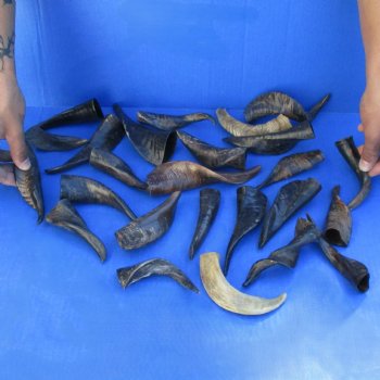 25 Indian Goat Horns, 4" to 6" - $50