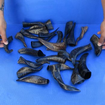 25 Indian Goat Horns, 4" to 6" - $50