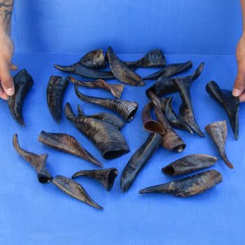 25 Indian Goat Horns, 4" to 6" - $50