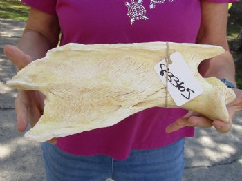 Available for Purchase this 13" Giraffe Vertebra Bone - $50