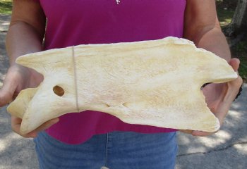 Available for Purchase this 13" Giraffe Vertebra Bone - $50