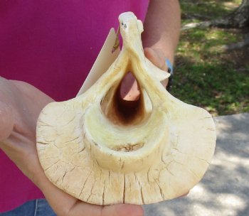 Available for Purchase this 13" Giraffe Vertebra Bone - $50