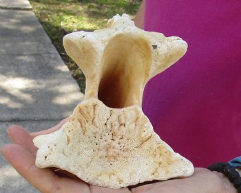 Available for Purchase this 13" Giraffe Vertebra Bone - $50