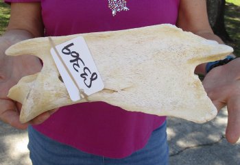 For Sale 11" Giraffe Vertebra Bone - $50