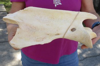 For Sale 11" Giraffe Vertebra Bone - $50