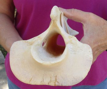 For Sale 11" Giraffe Vertebra Bone - $50